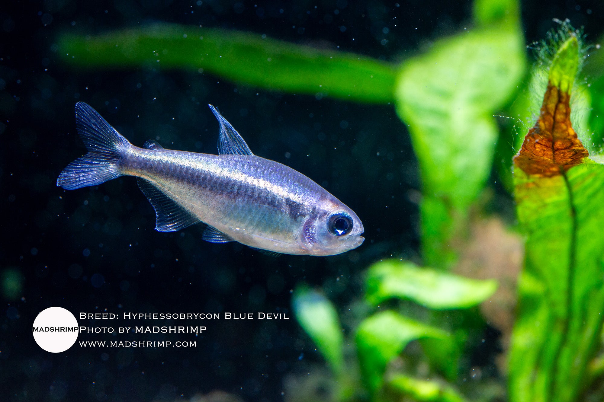 Blue Devil tetra (Hyphessobrycon sp.)