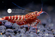 Asterism Caridina shrimp grade 1, photo 4