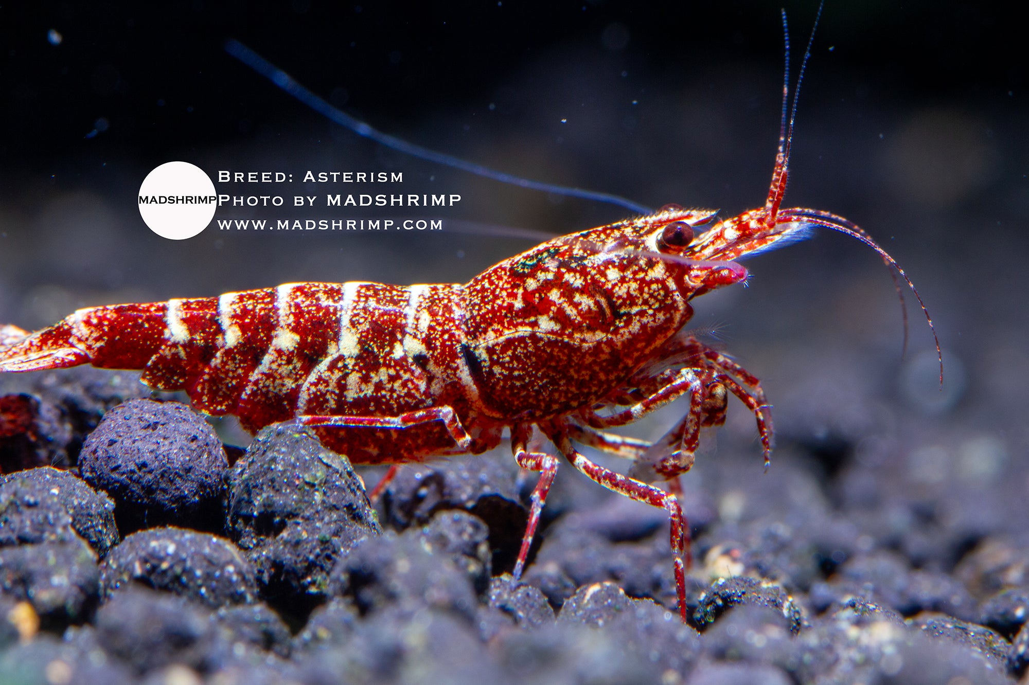 Asterism Caridina shrimp grade 1, photo 4