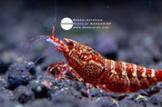 Asterism Caridina shrimp grade 1, photo 2