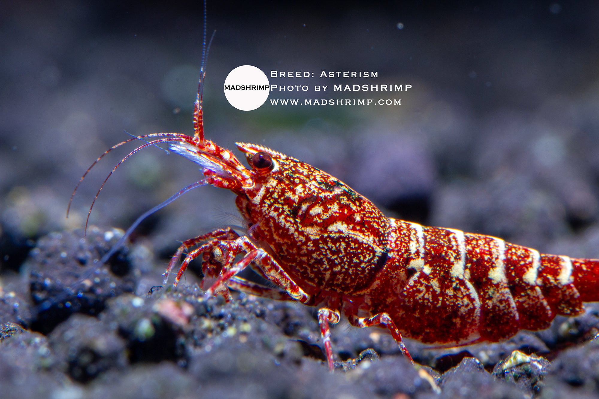 Asterism Caridina shrimp grade 1, photo 2