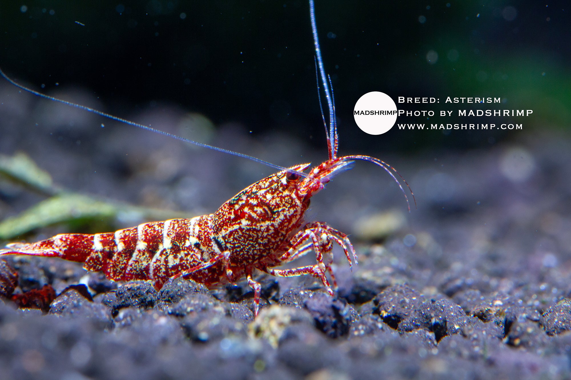 Asterism Caridina shrimp grade 1
