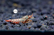 Asterism Caridina shrimp grade 1, photo 3