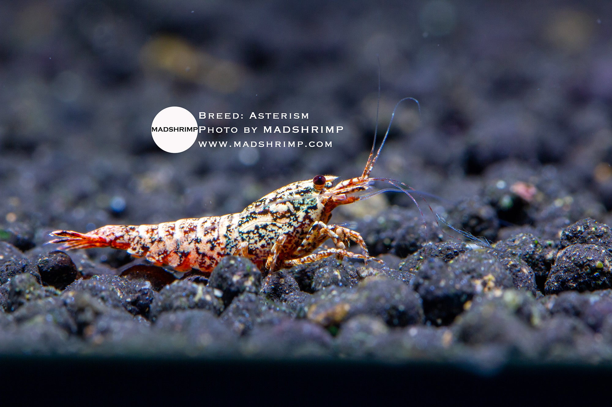 Asterism Caridina shrimp grade 1, photo 3