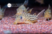 C68 Corydoras (Brochis araguaiensis)