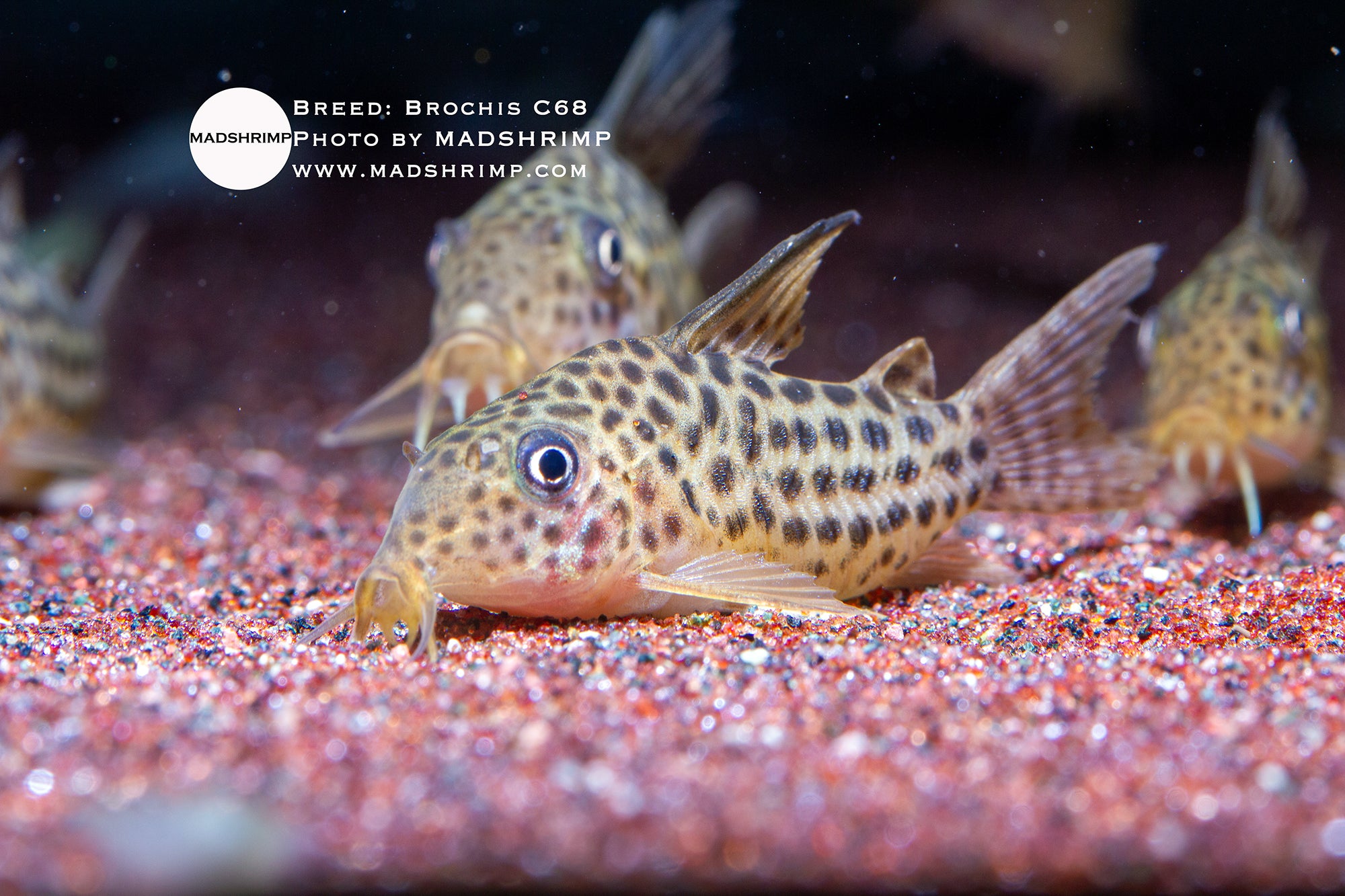C68 Corydoras (Brochis araguaiensis)