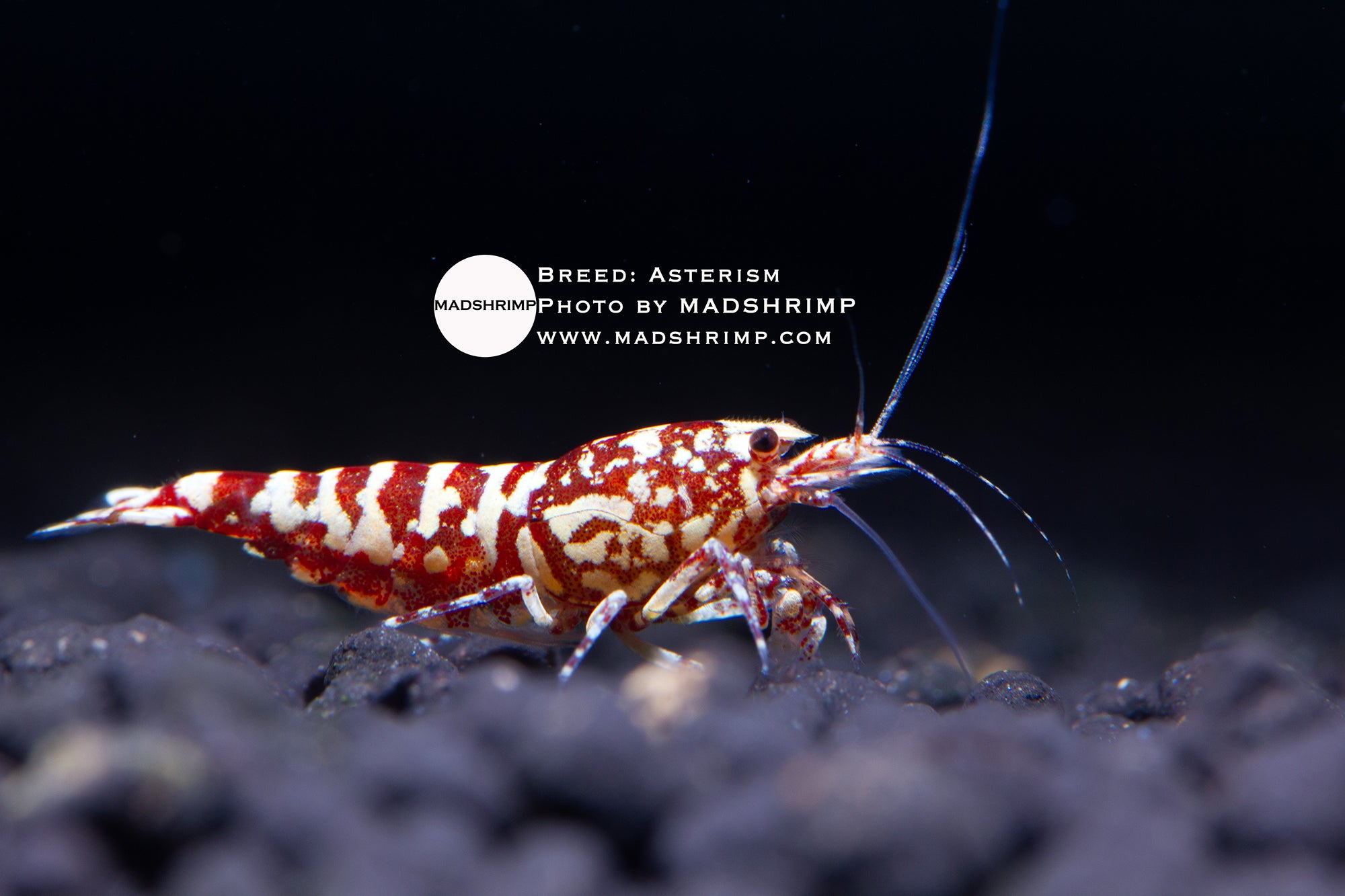 Asterism Caridina shrimp grade 3