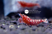 Asterism Caridina shrimp grade 3, photo 2