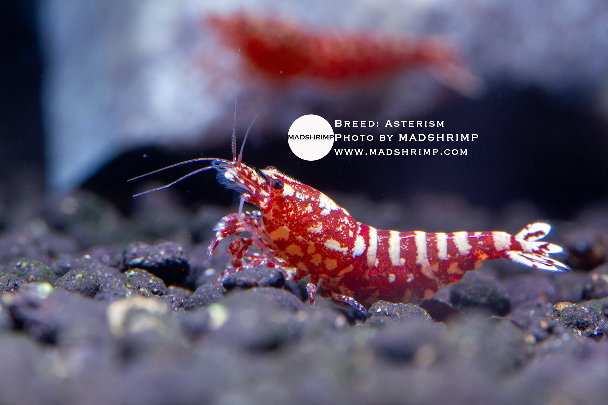 Asterism Caridina shrimp grade 3, photo 2