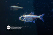 Moenkhausia Kogal Platinum tetra, photo 2