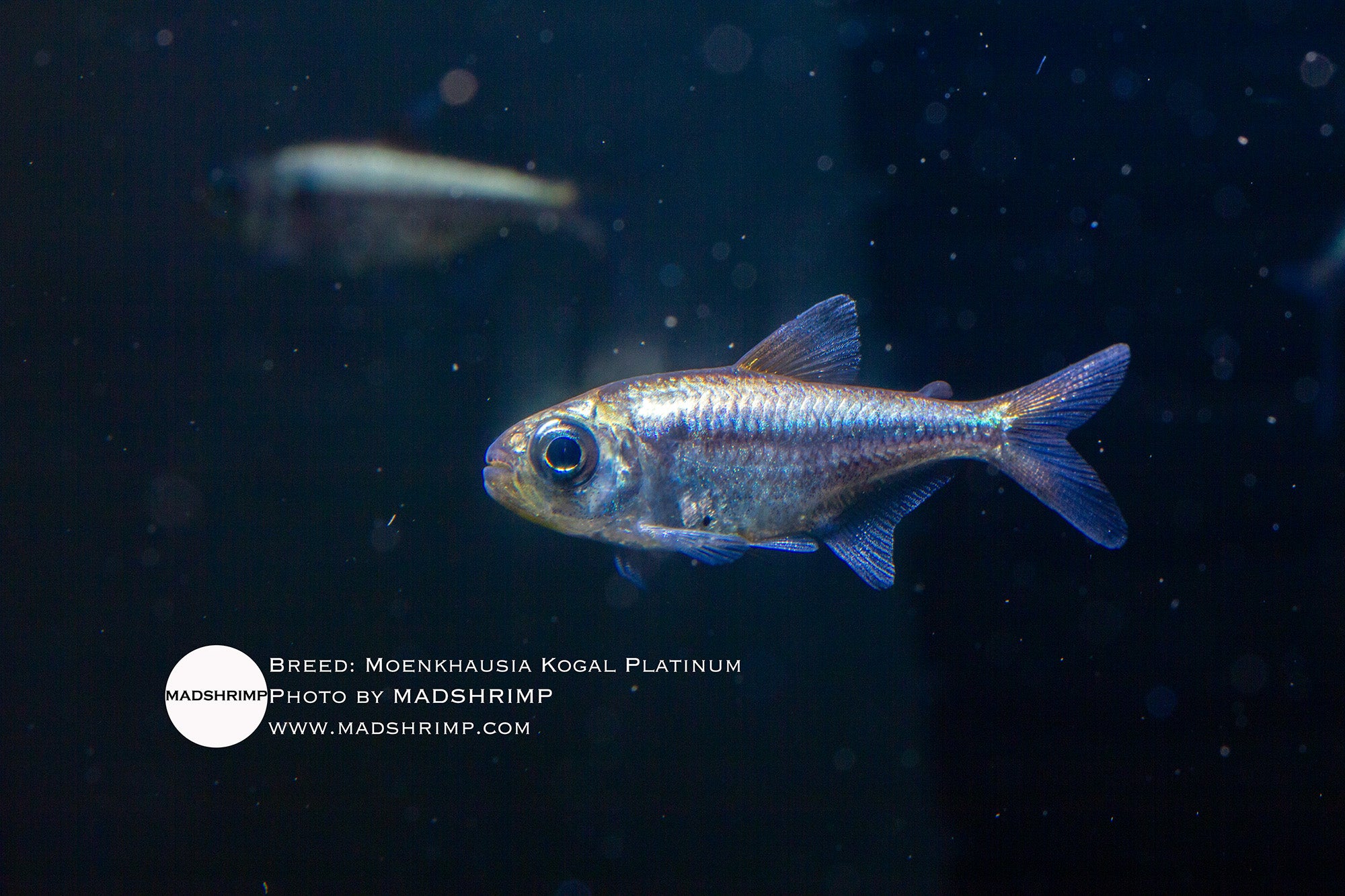 Moenkhausia Kogal Platinum tetra, photo 2