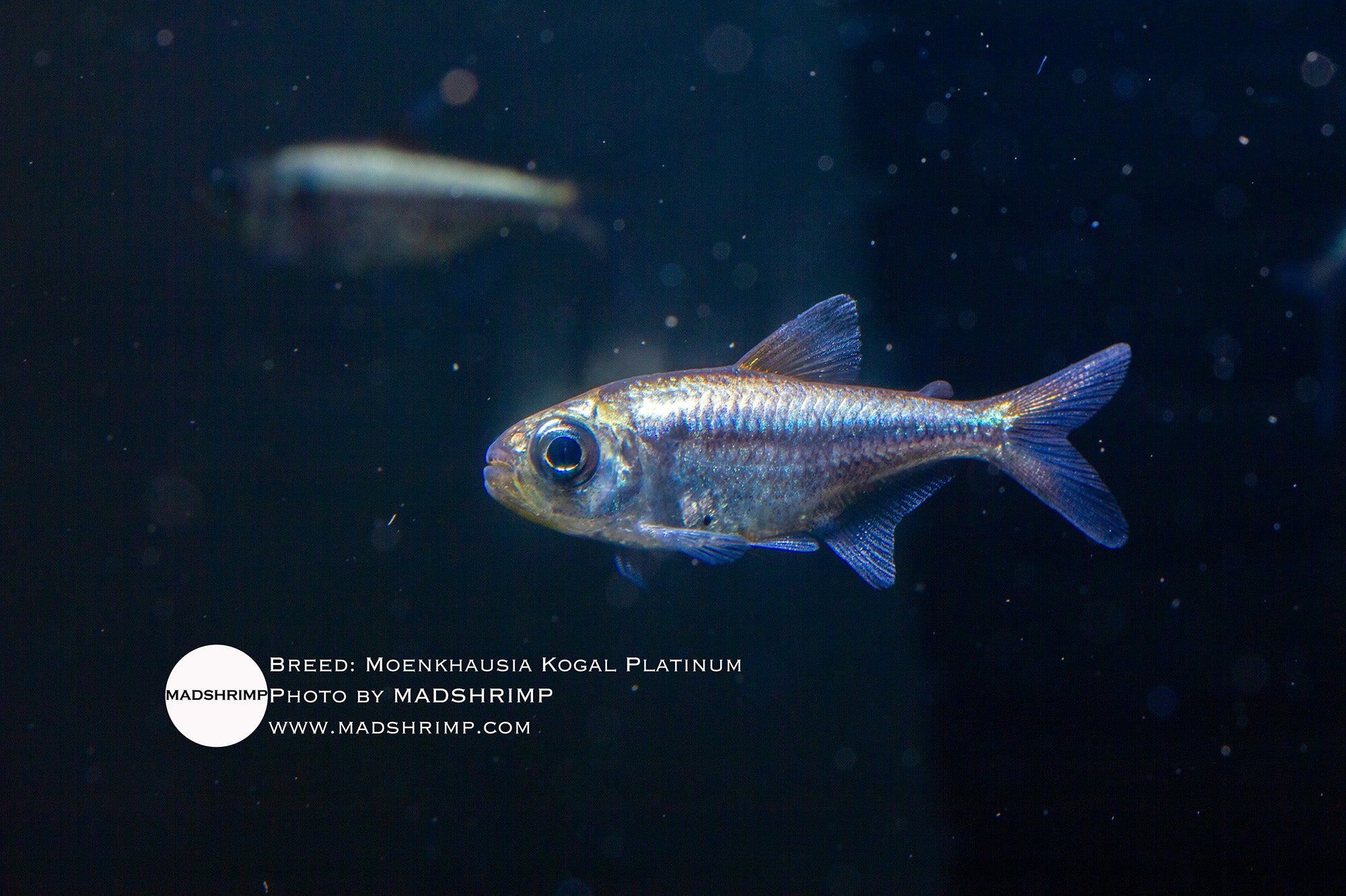 Moenkhausia Kogal Platinum tetra, photo 2