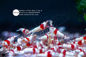 Pure Red Line shrimp S grade