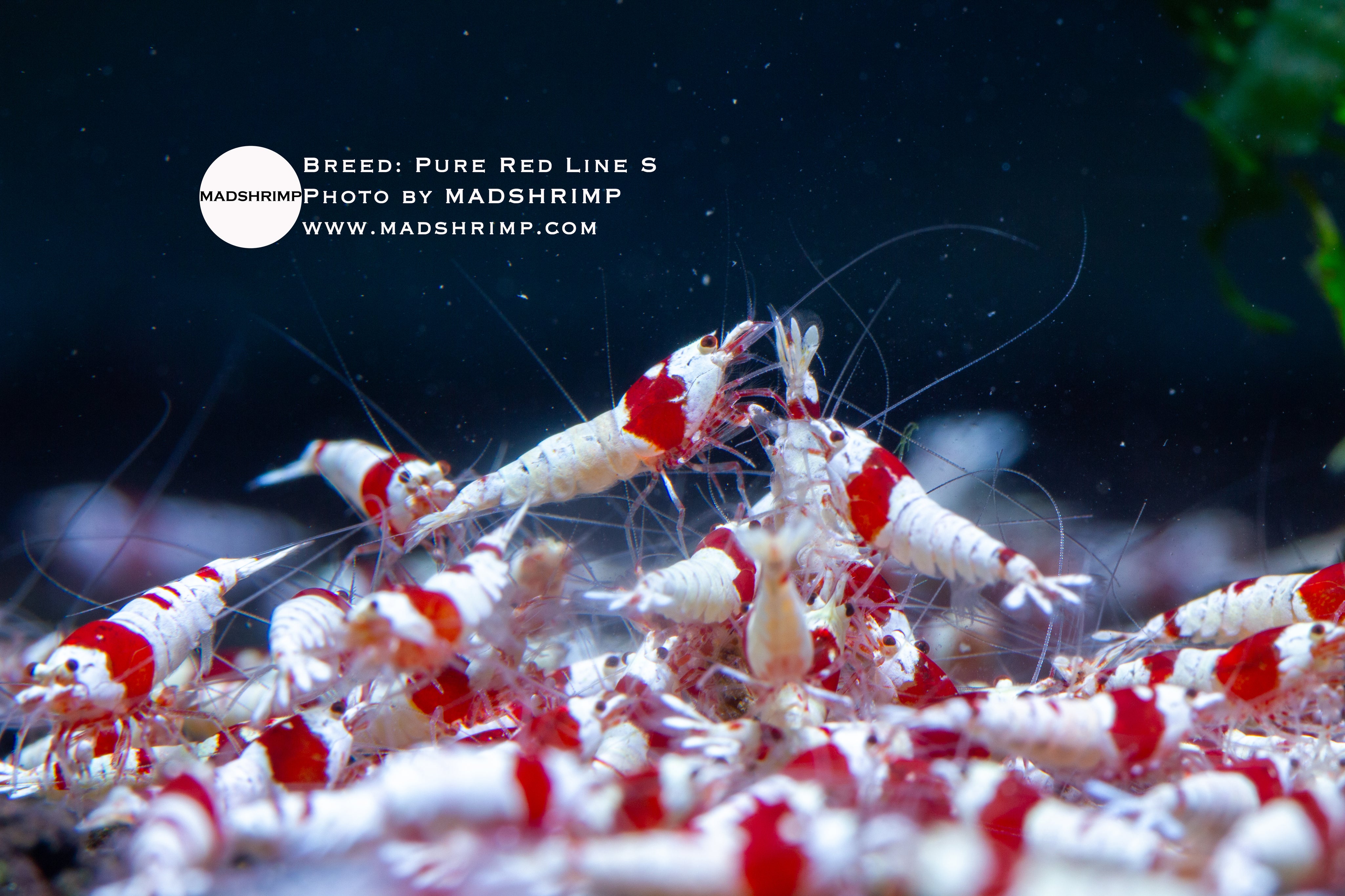 Pure Red Line shrimp S grade
