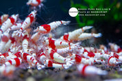 Pure Red Line shrimp S grade, photo 2