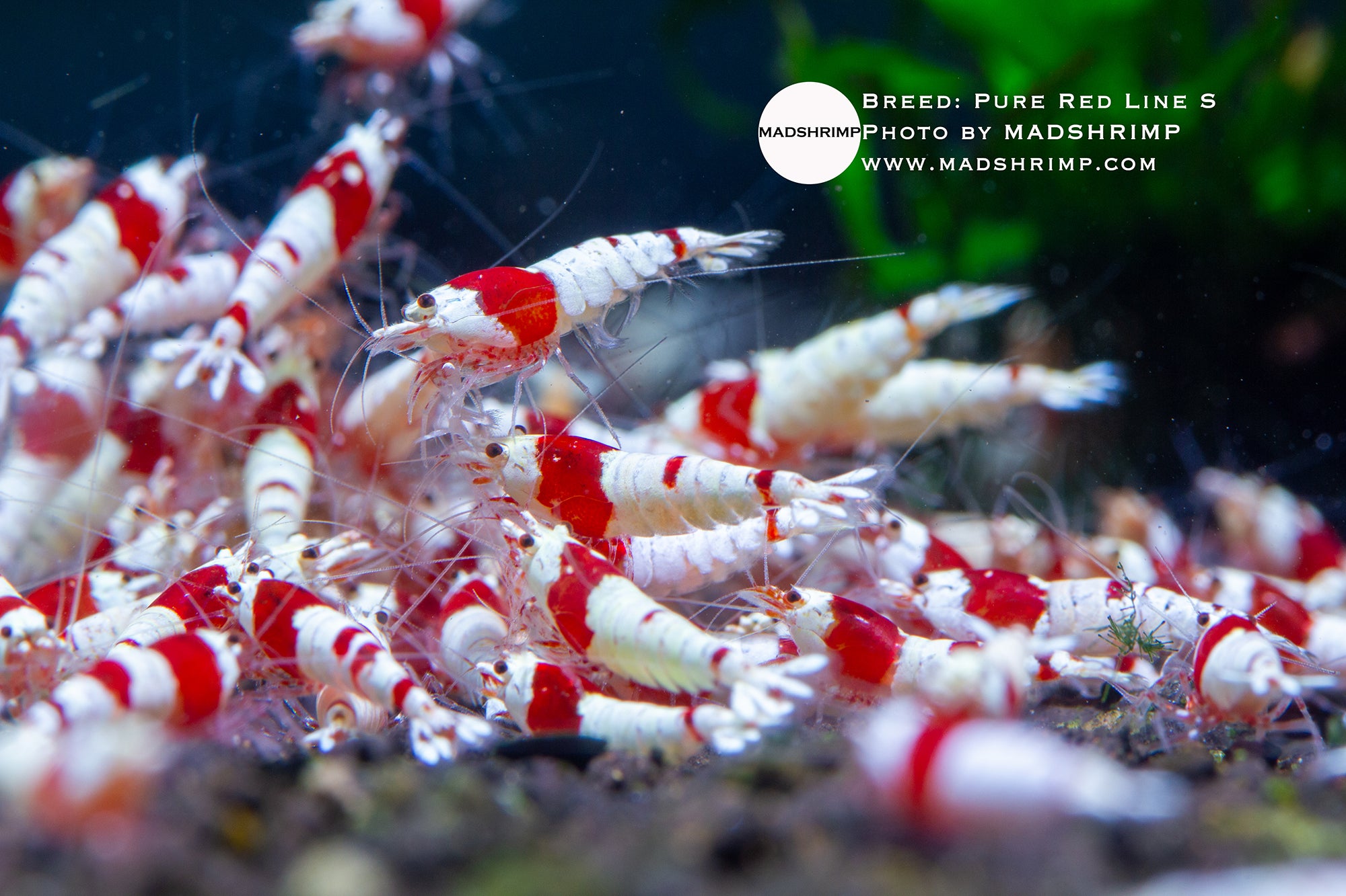 Pure Red Line shrimp S grade, photo 2