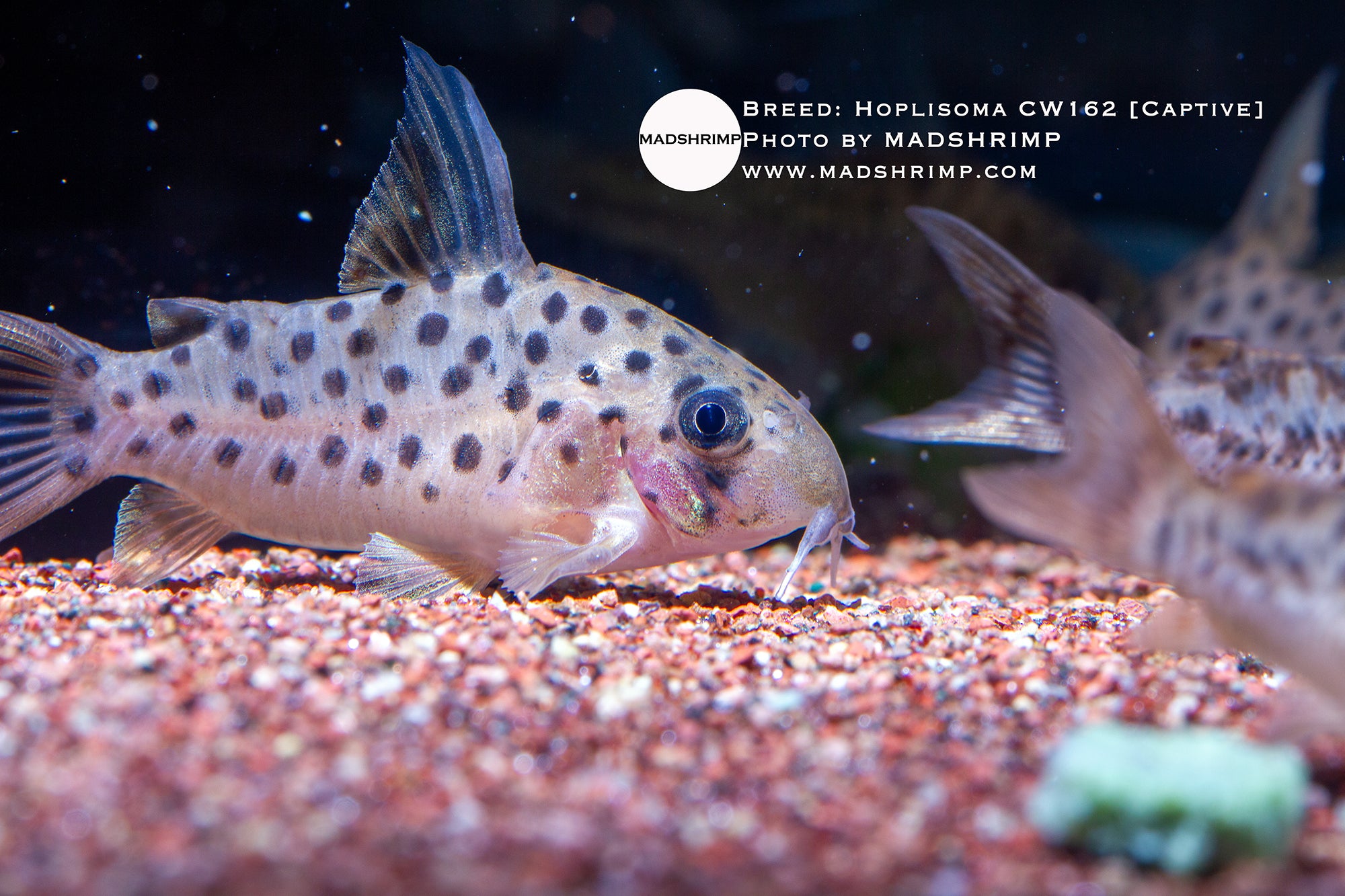Corydoras Rena (Hoplisoma CW162) captive bred