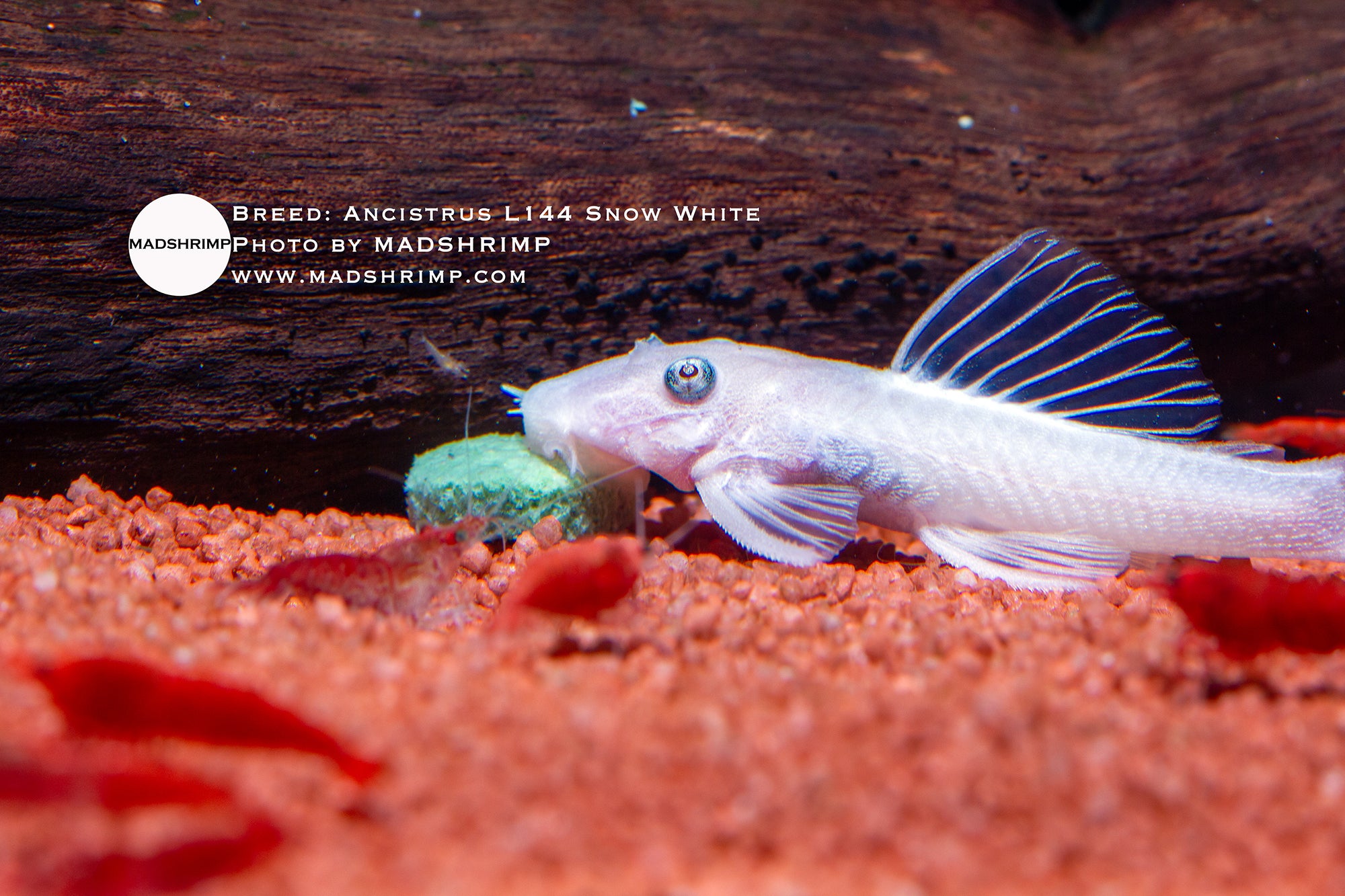 Ancistrus L144 Snow White