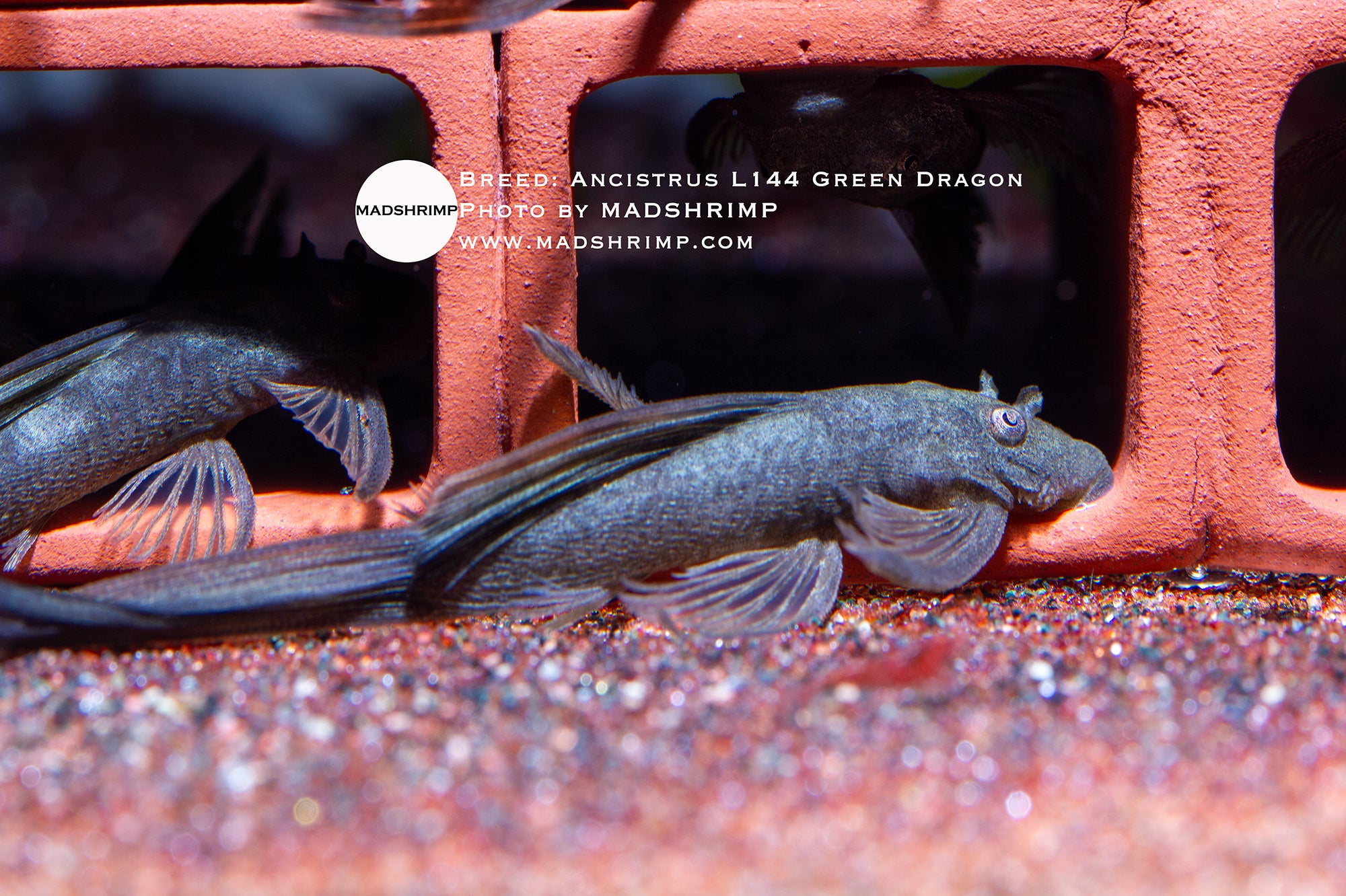 Ancistrus L144 Green Dragon bristlenose pleco