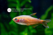 Inpaichthys parauapiranga tetra