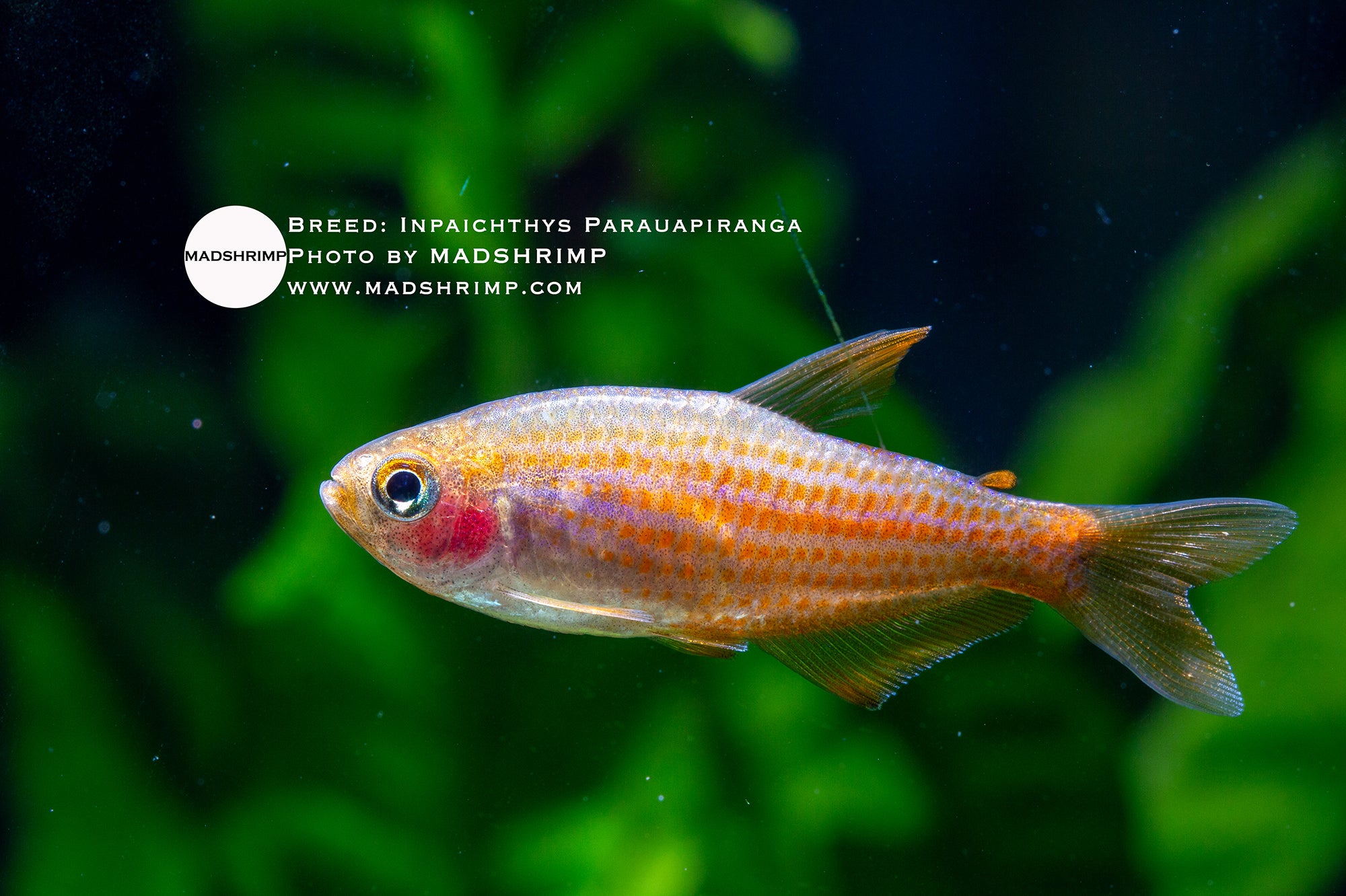 Inpaichthys parauapiranga tetra