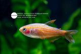 Inpaichthys Parauapiranga