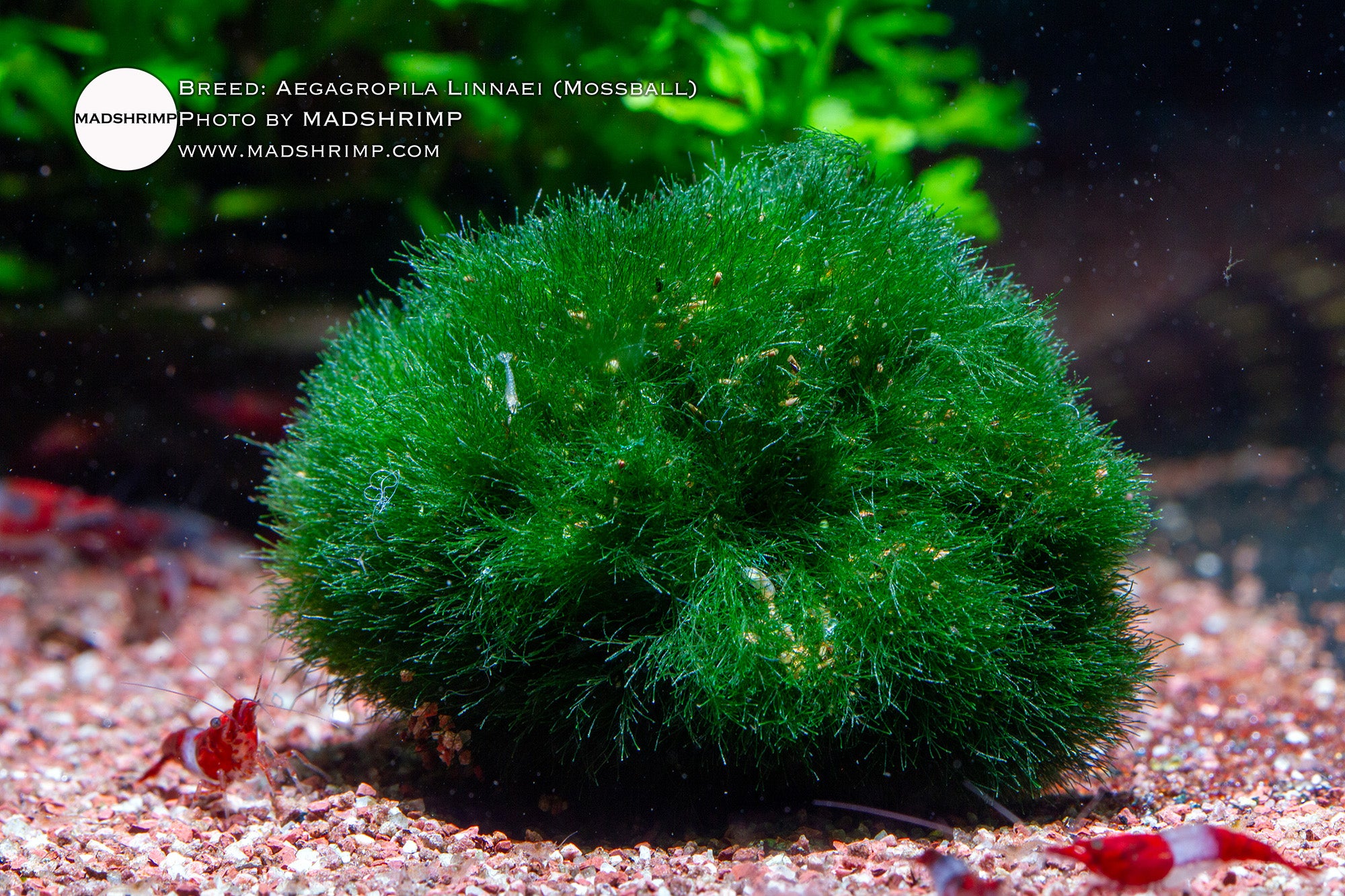 Marimo Moss Ball