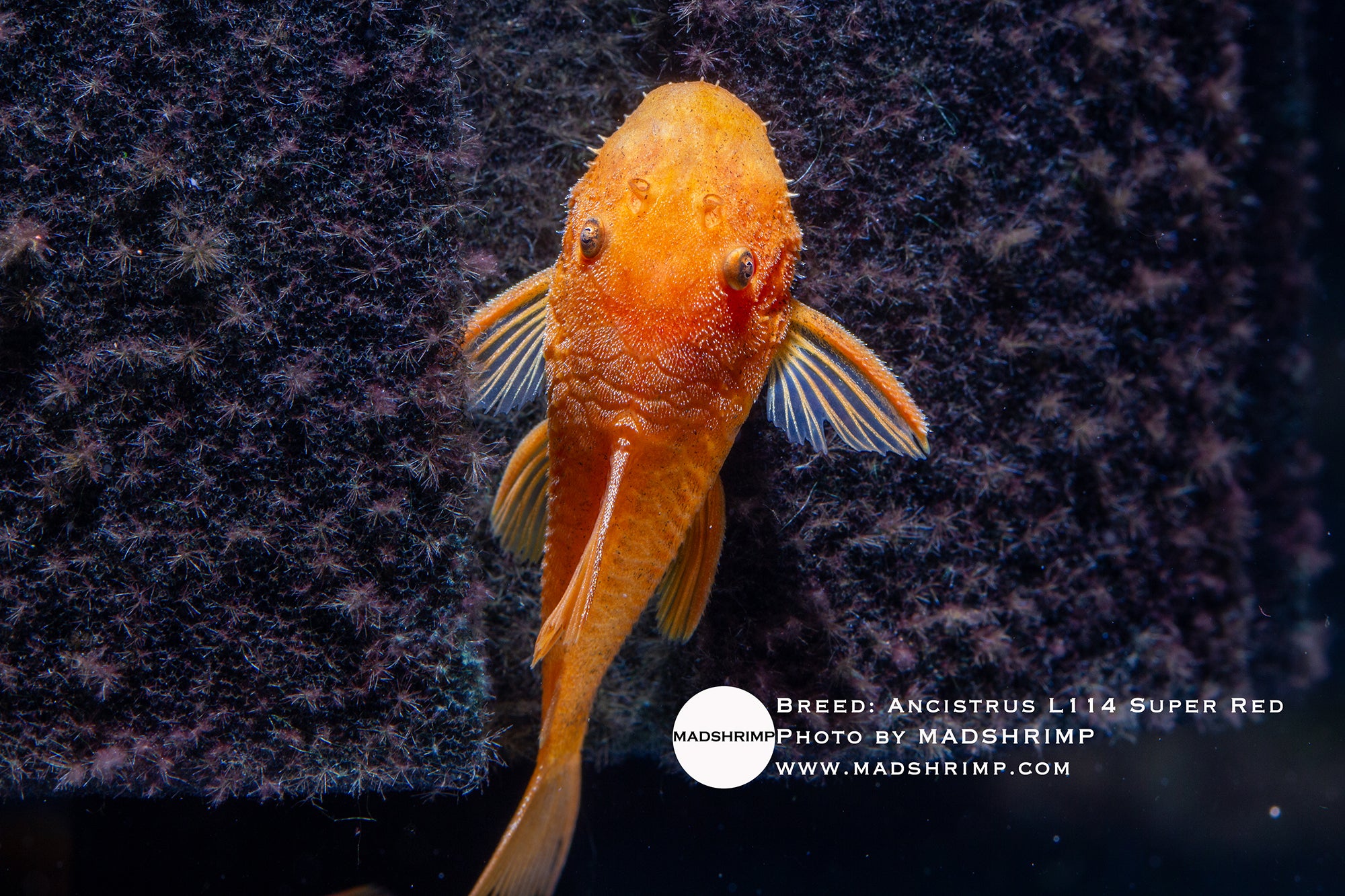Ancistrus L144 sp Super Red