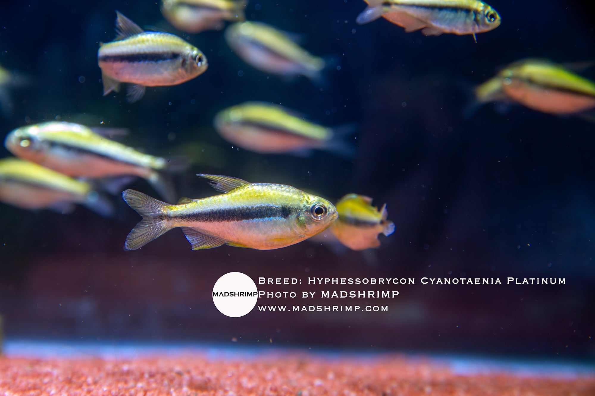 Hyphessobrycon Cyanotaenia Platinum