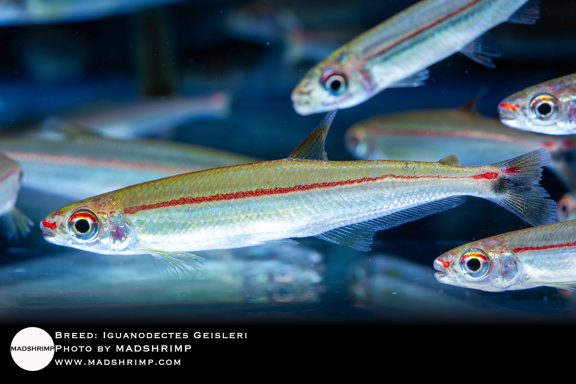 Iguanodectes Geisleri