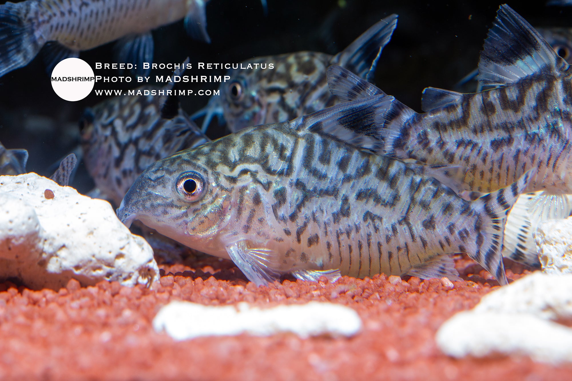 Brochis Reticulatus