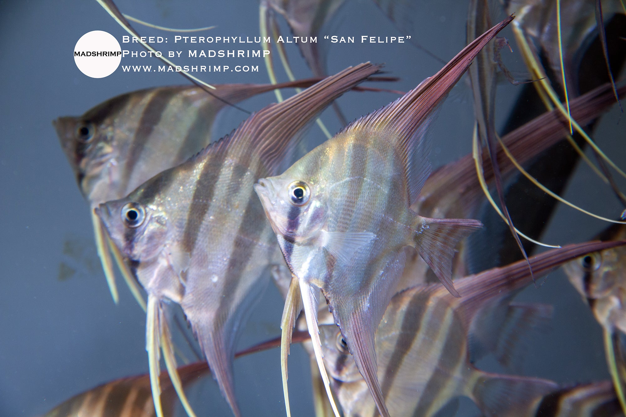 Pterophyllum Altum "San Felipe"