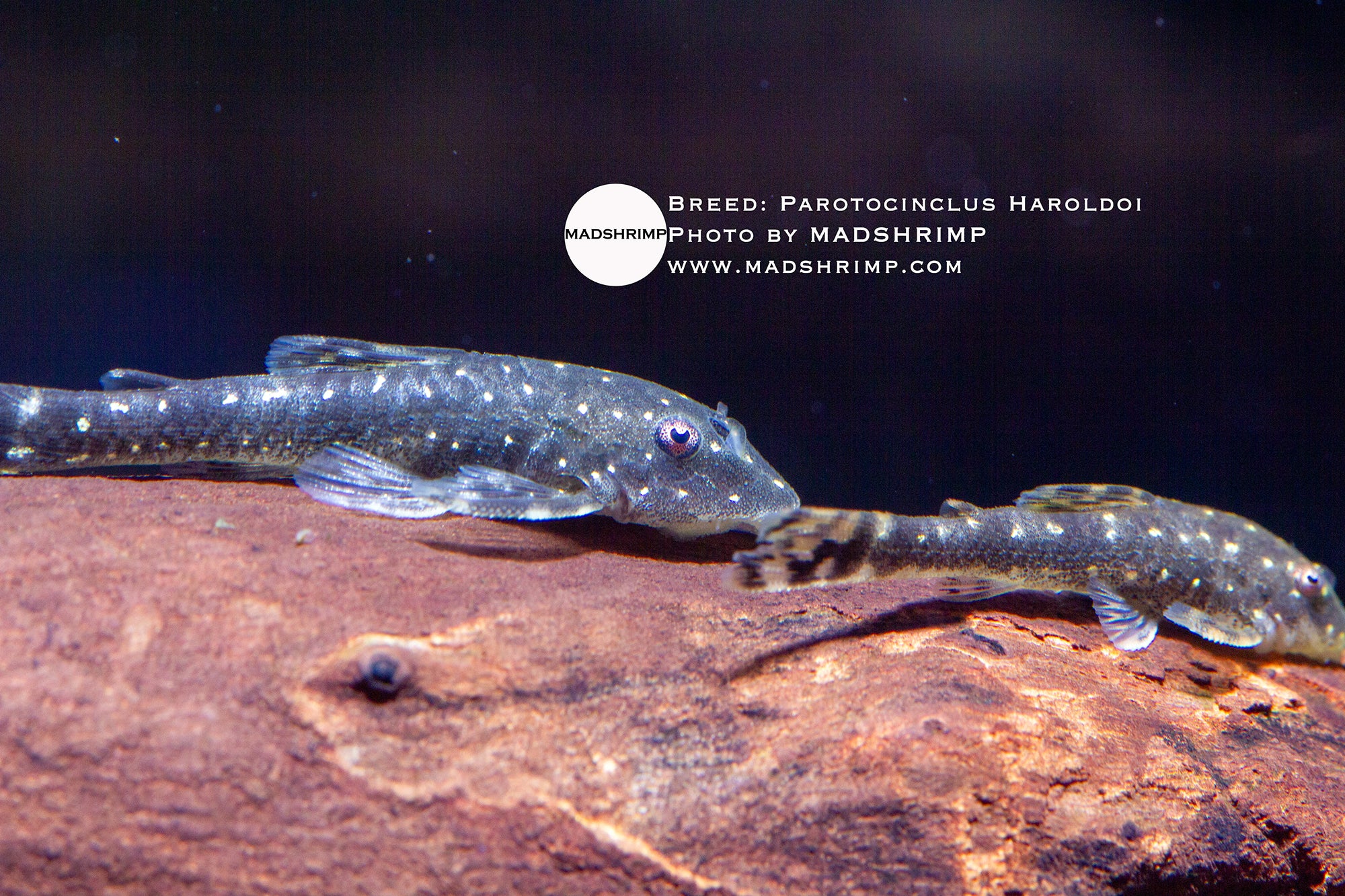 Parotocinclus Haroldoi