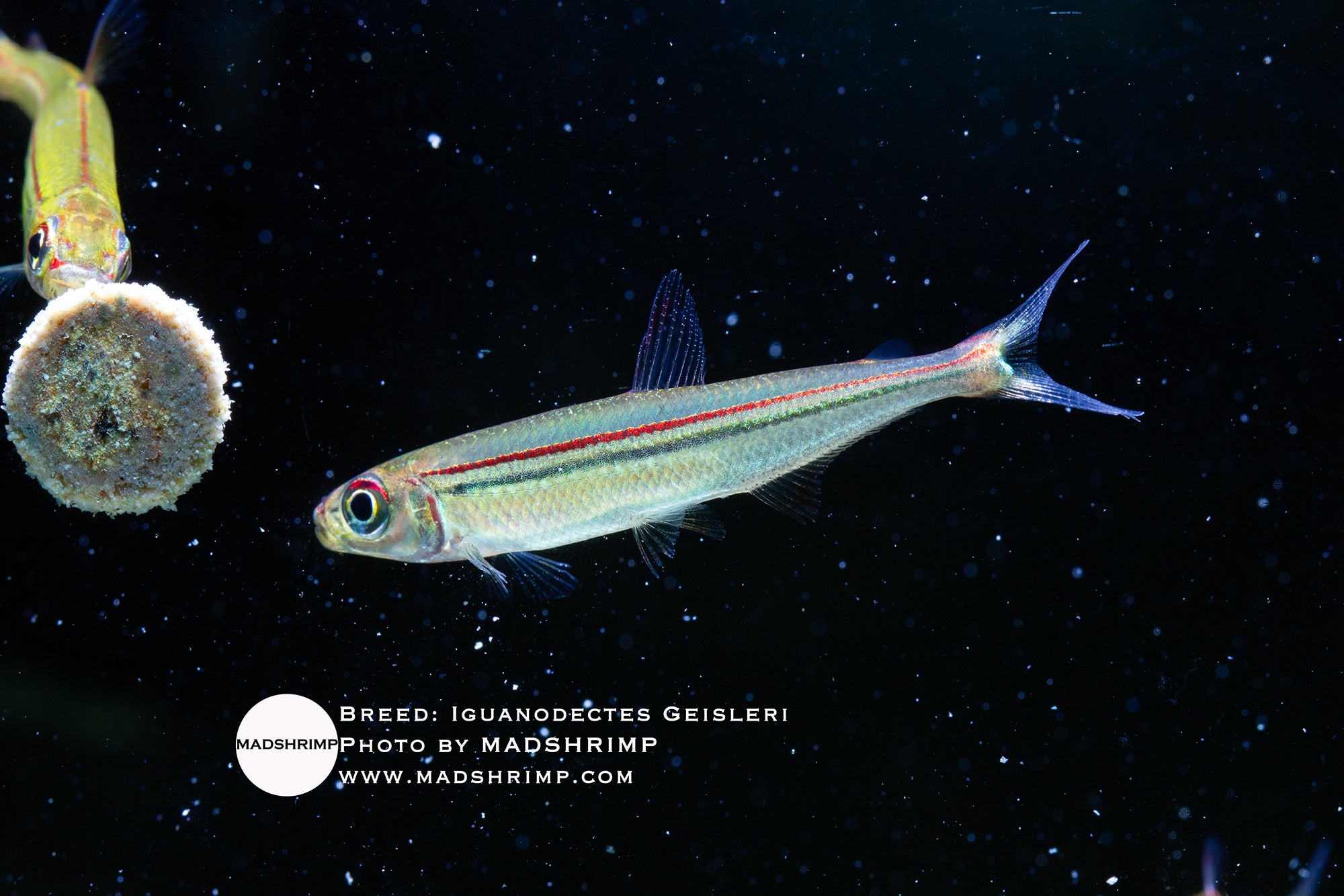 Iguanodectes Geisleri