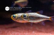 Moenkhausia Kogal Platinum tetra