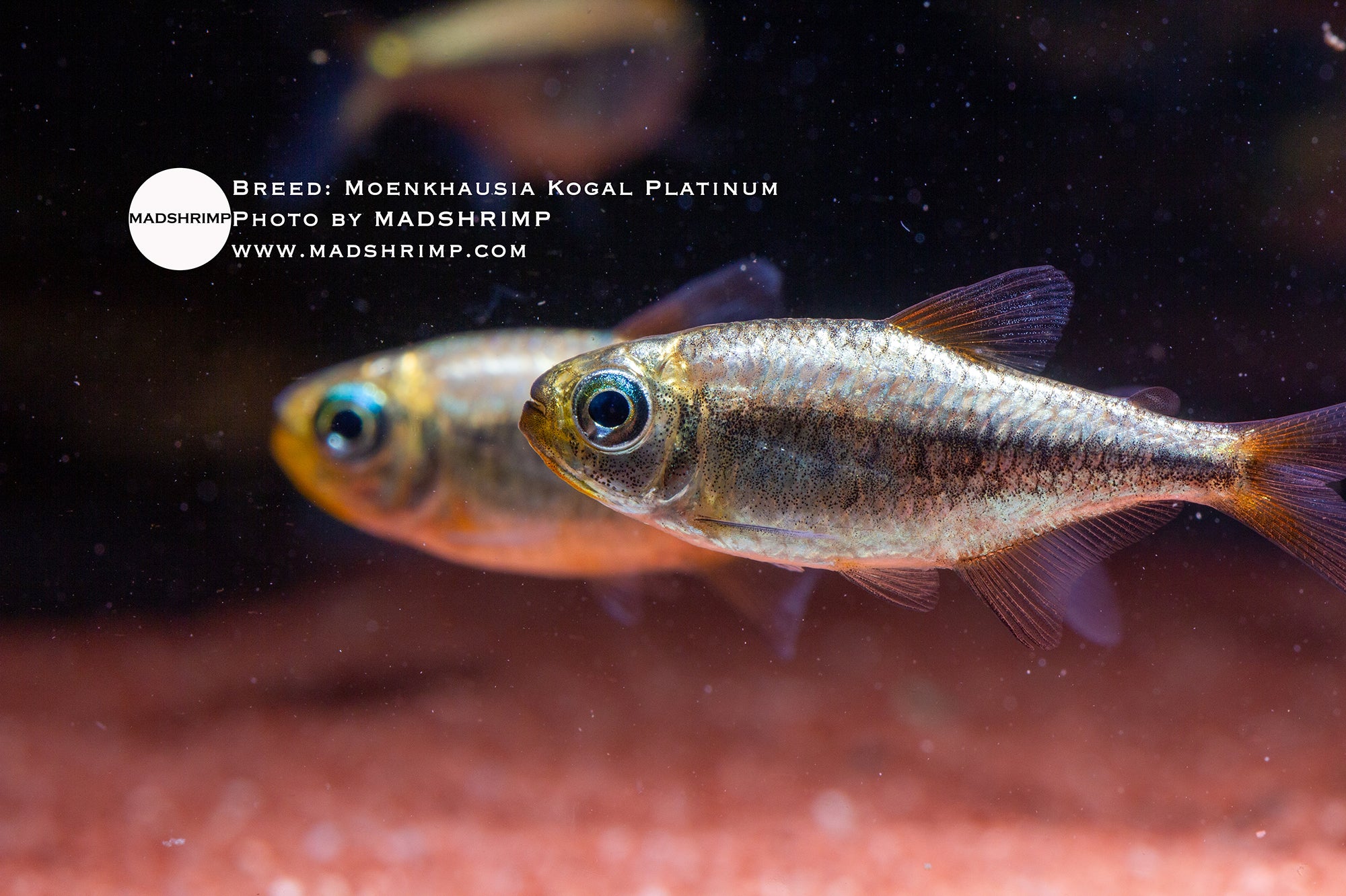 Moenkhausia Kogal Platinum tetra