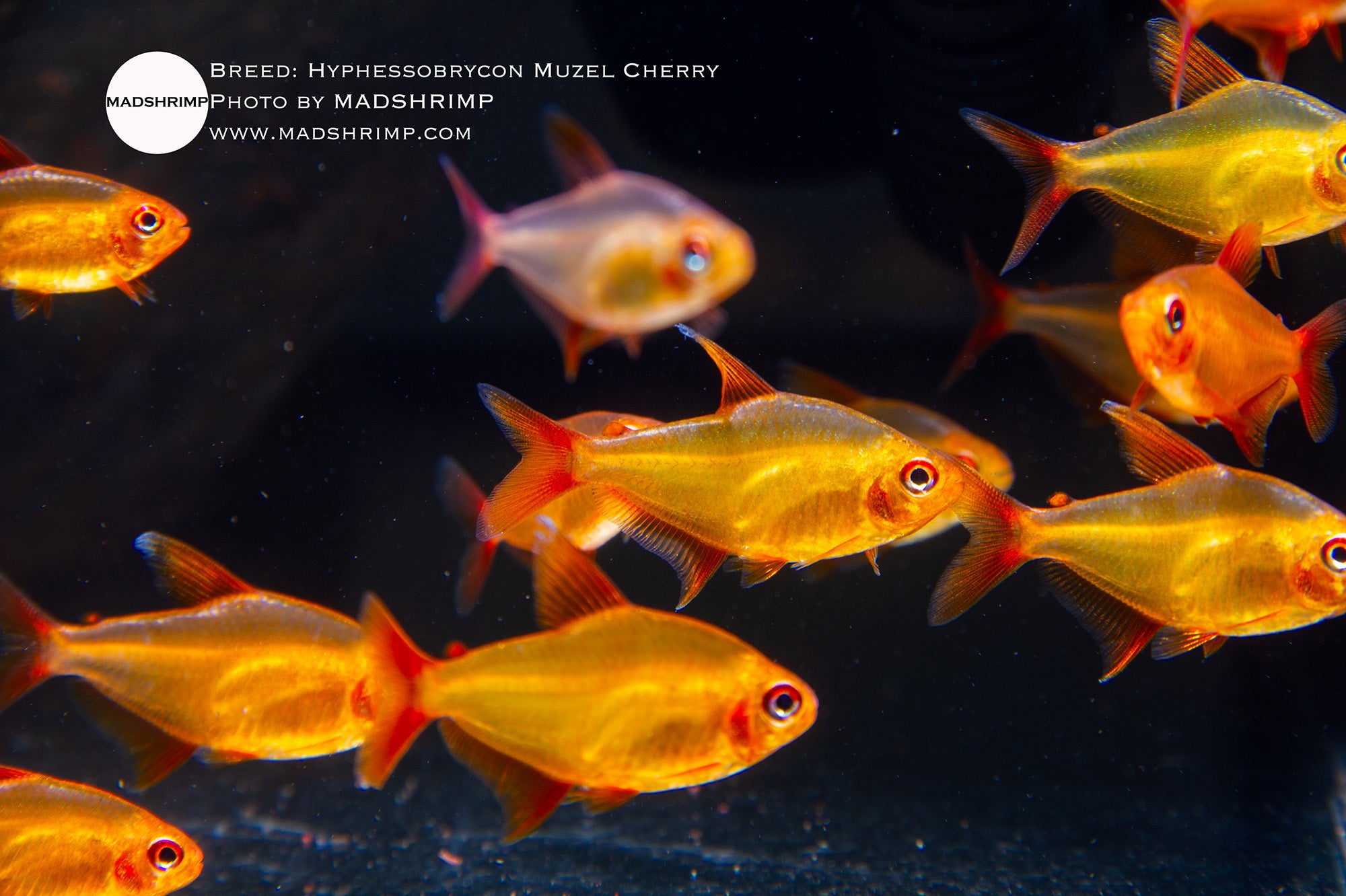 Muzel Cherry tetra (Hyphessobrycon) captive bred, photo 2