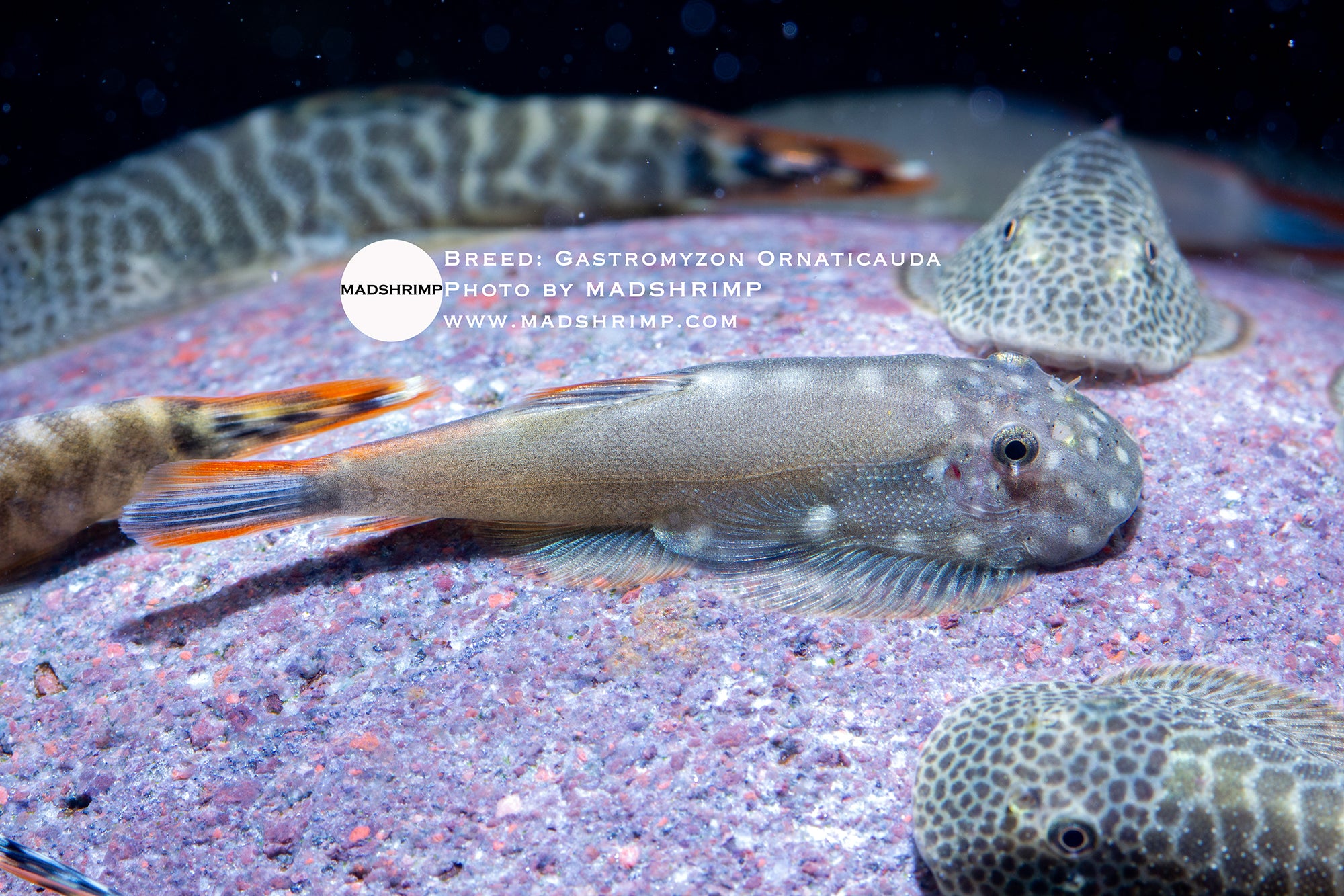 Gastromyzon Ornaticauda