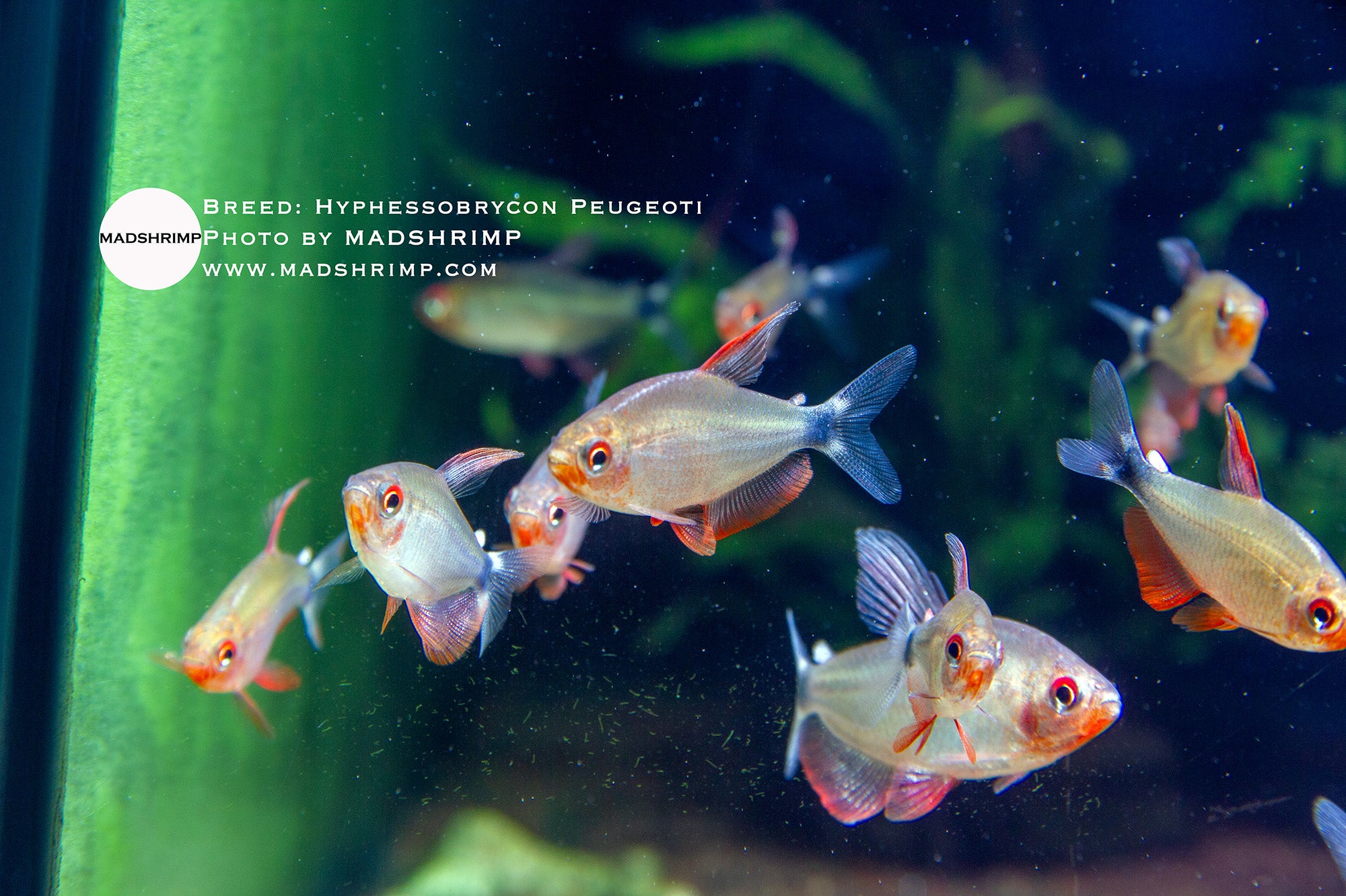 Peugeot tetra (Hyphessobrycon peugeoti)