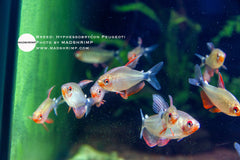Hyphessobrycon Peugeoti