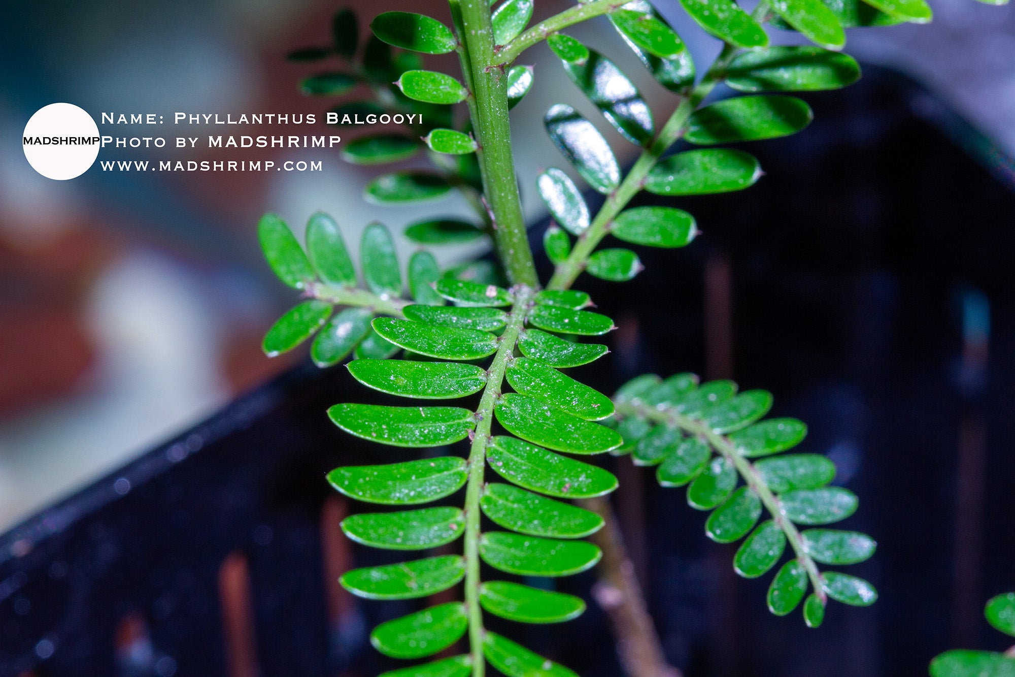 Phyllanthus Balgooyi