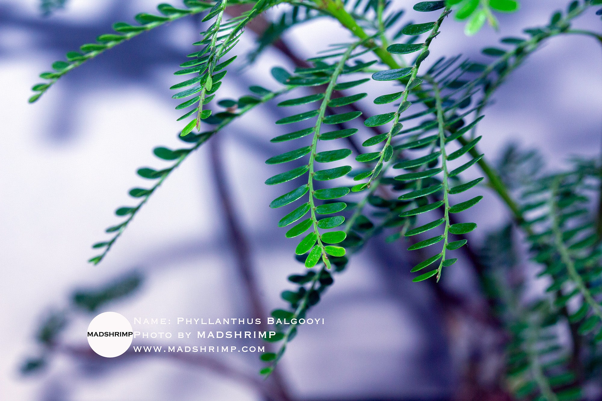 Phyllanthus Balgooyi