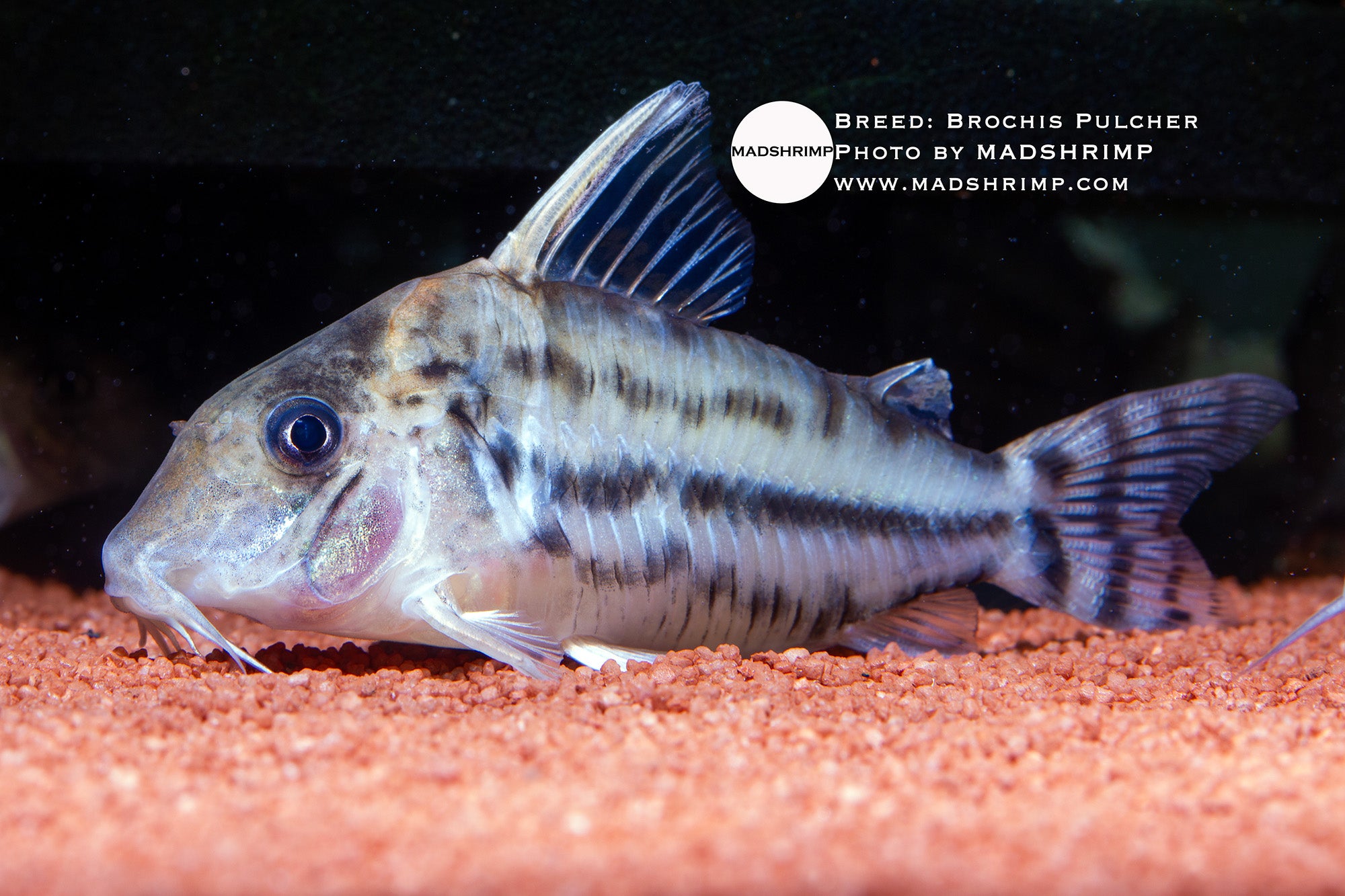 Brochis Pulcher
