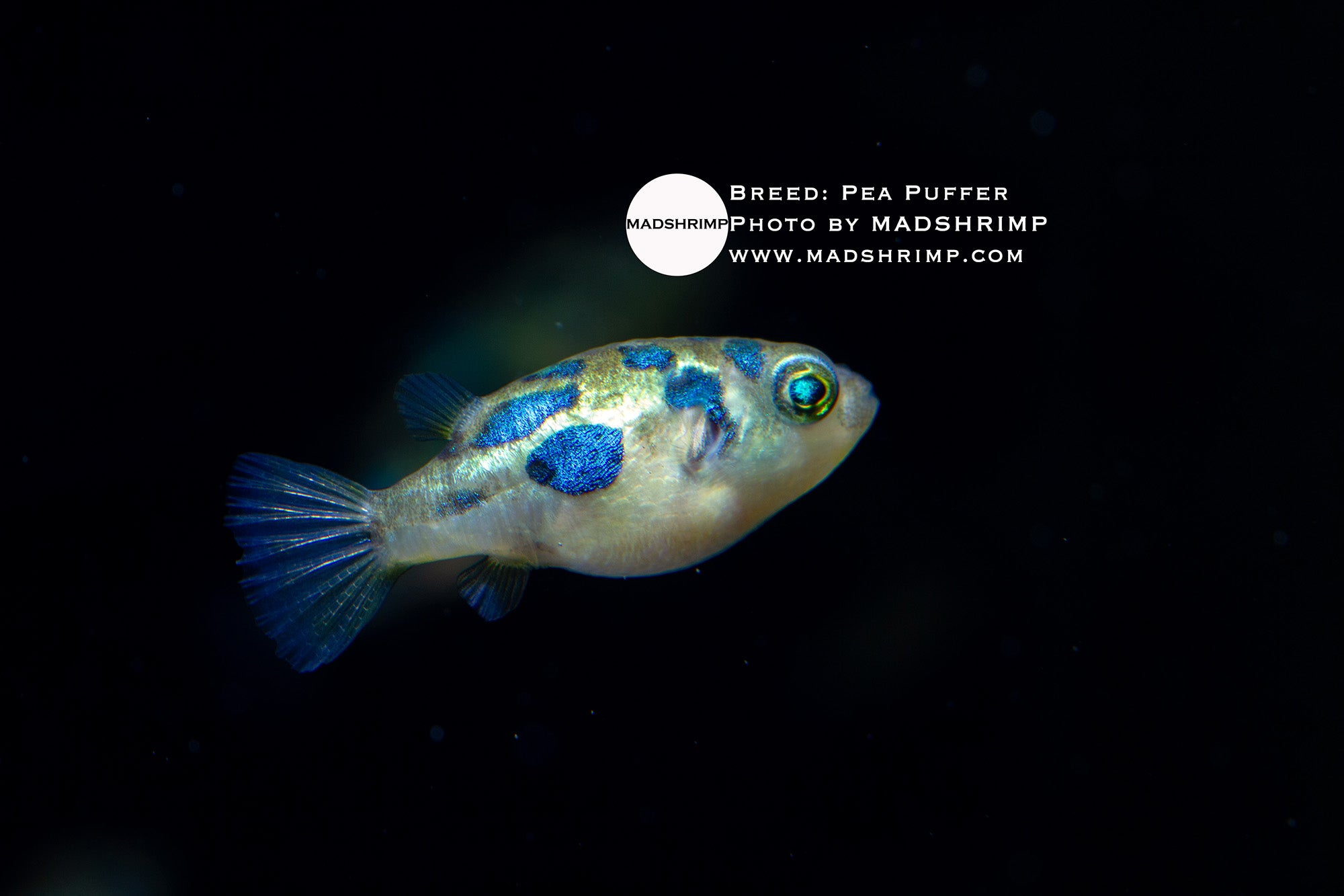 Pea Puffer