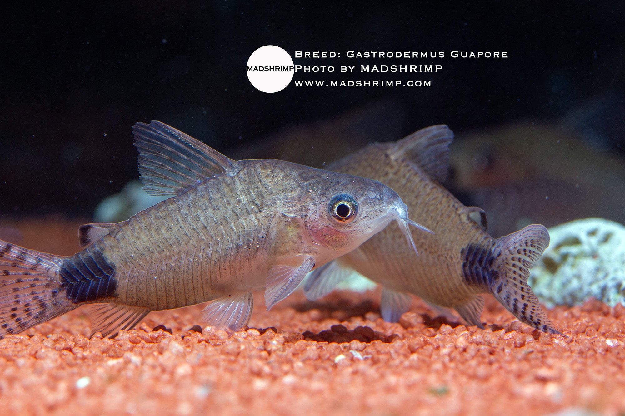 Gastrodermus Guapore