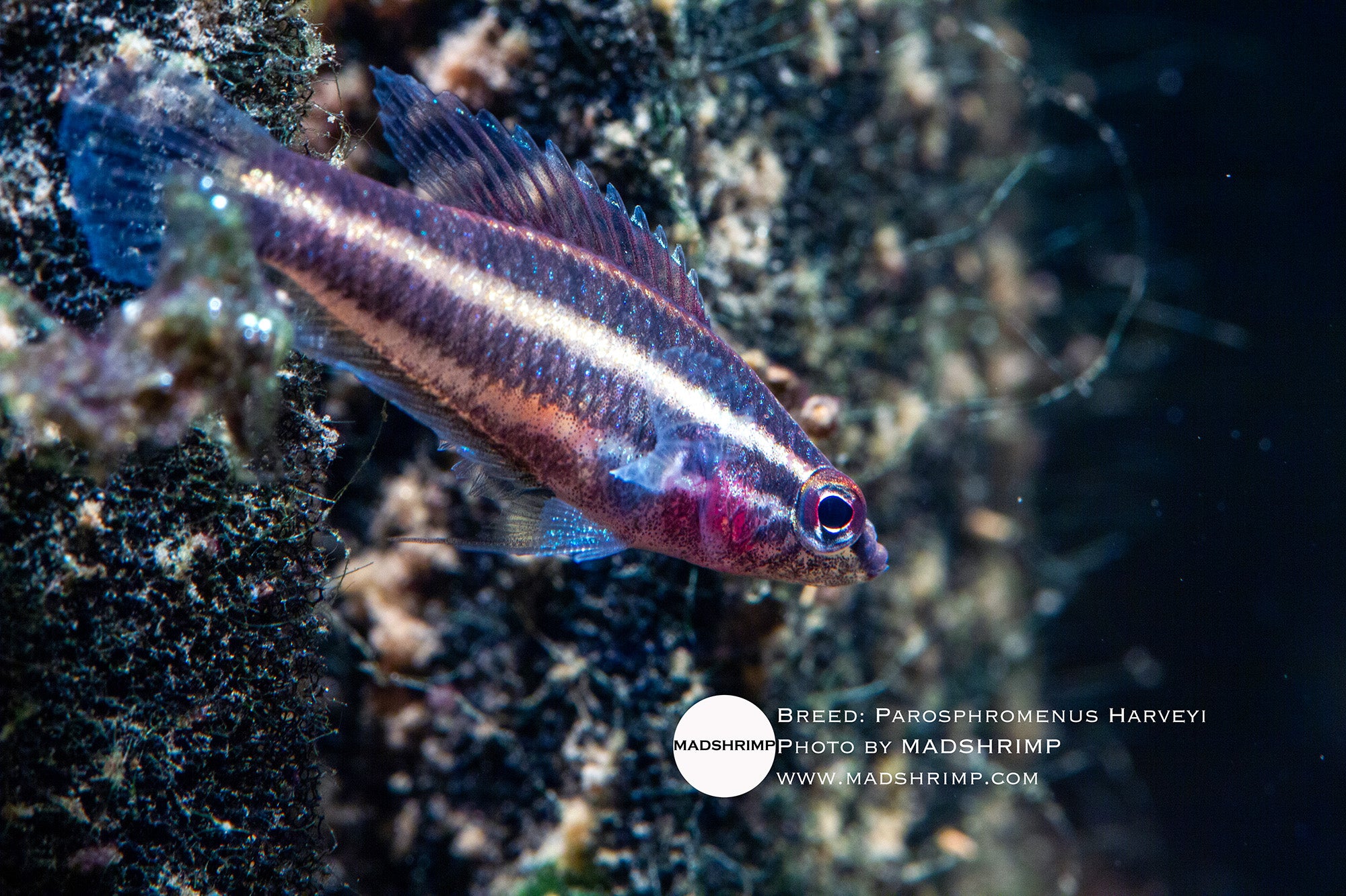 Parosphromenus Harveyi