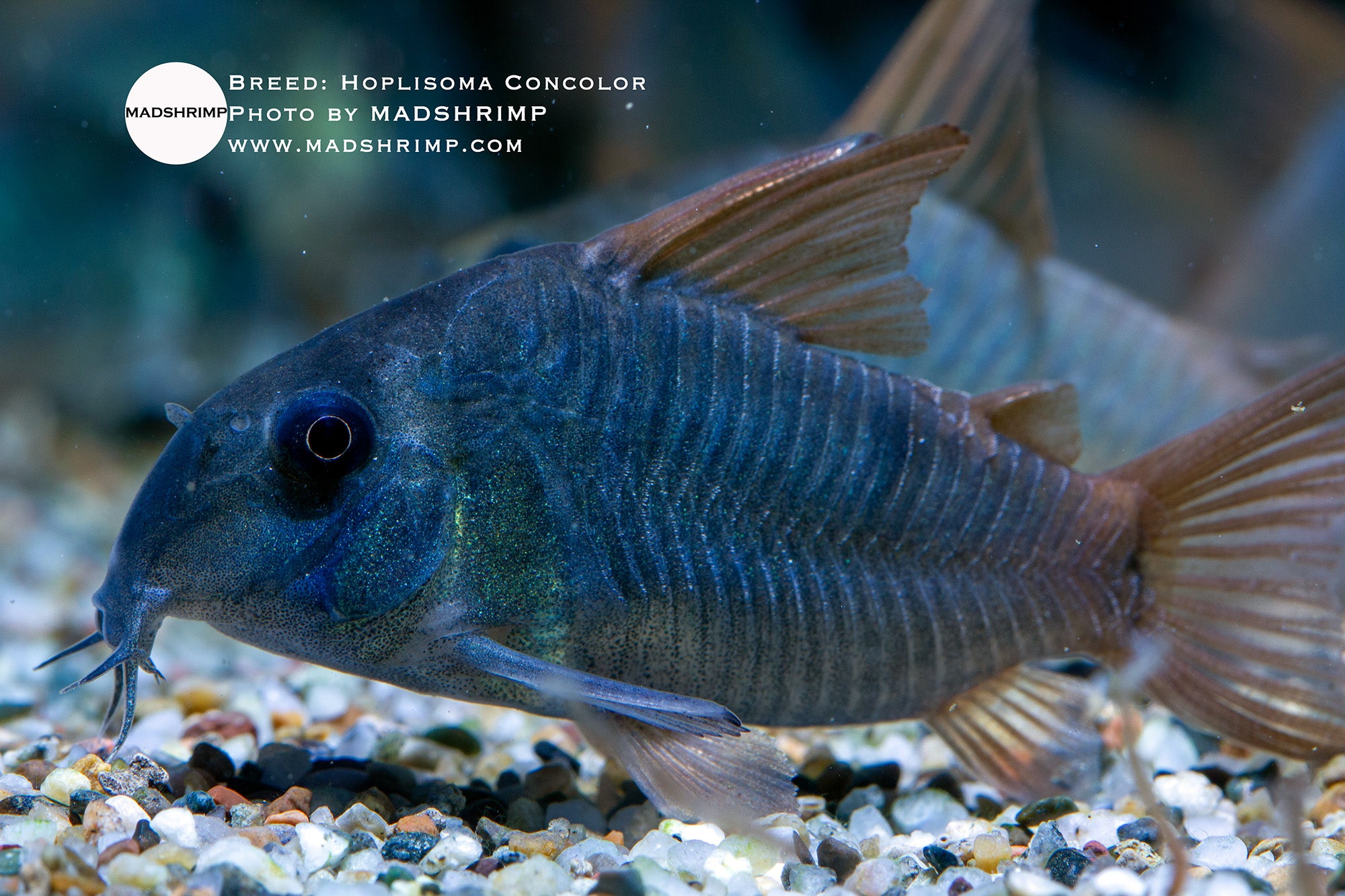 Hoplisoma Concolor