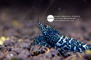 Black Snowfall Caridina shrimp grade 2, photo 2