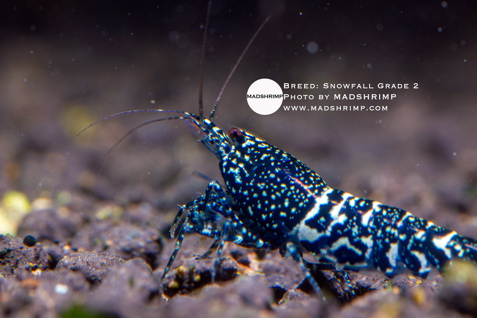 Black Snowfall Caridina shrimp grade 2, photo 2