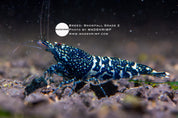 Black Snowfall Caridina shrimp grade 2